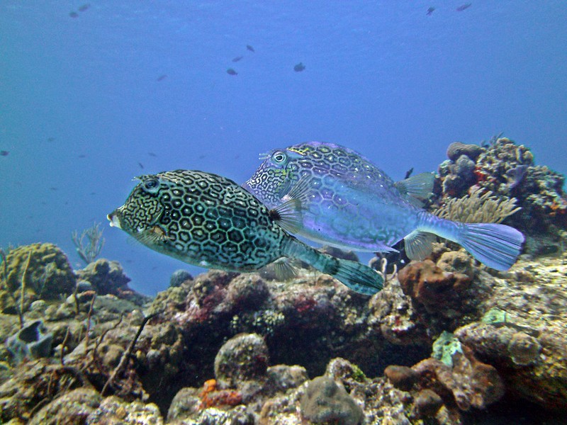 El buceo en la Riviera Maya