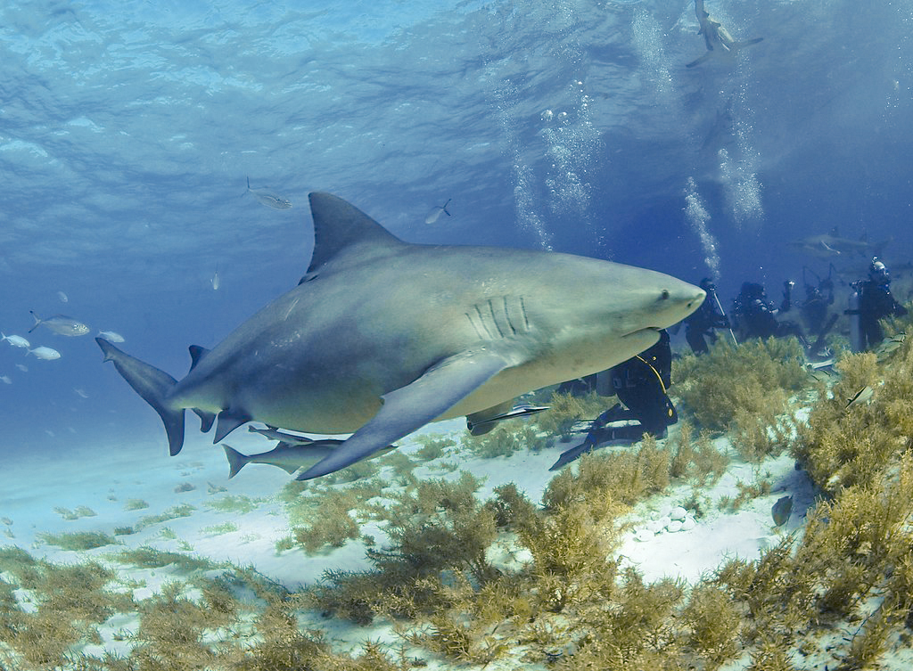 El Buceo en la Riviera Maya