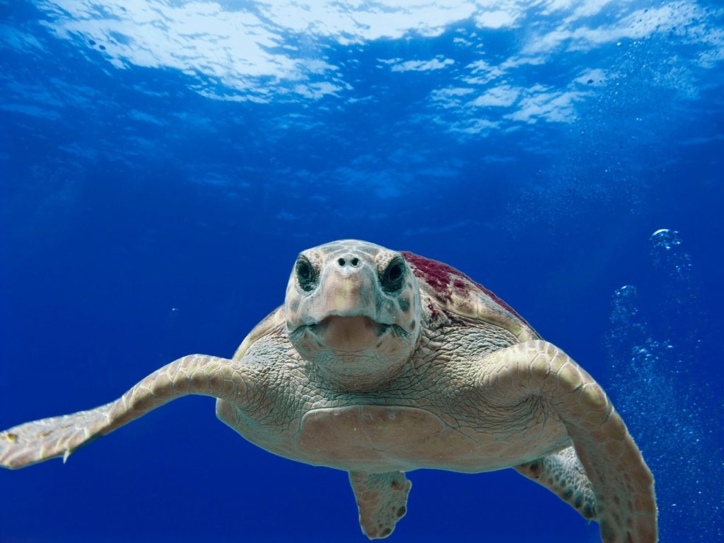 Buceo en la Riviera Maya