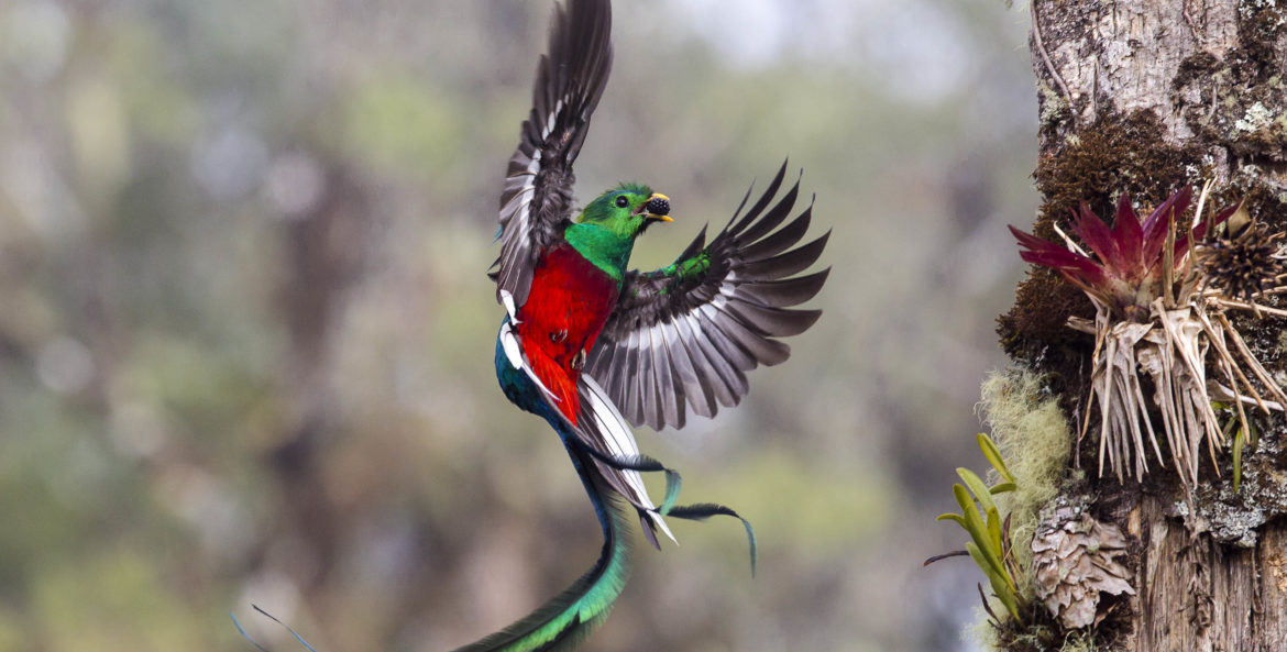 El quetzal, el ave más bella de América