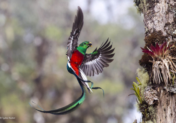 El quetzal, el ave más bella de América