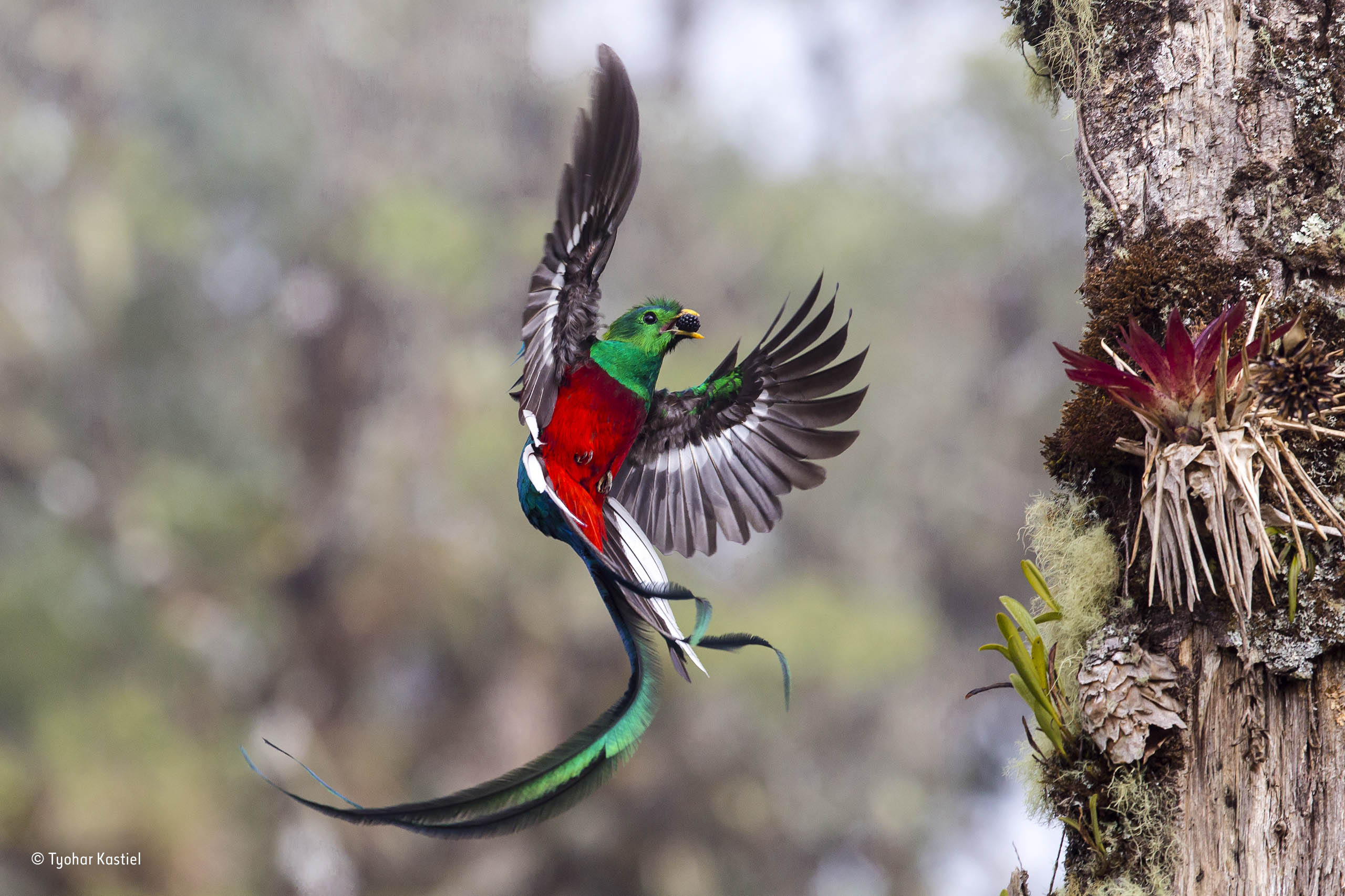 The Quetzal is America's most beautiful bird. - E-Newsletter