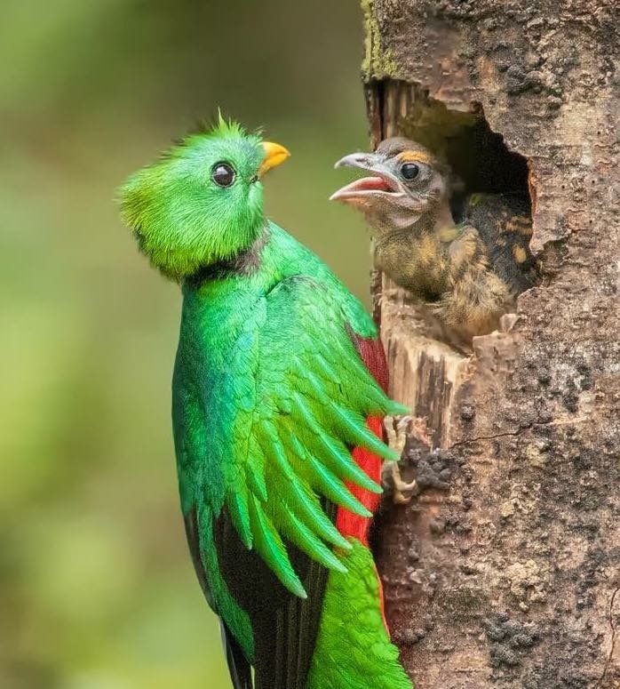 El quetzal, el ave más bella de América.