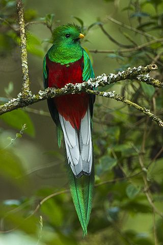 El quetzal, el ave más bella de América.
