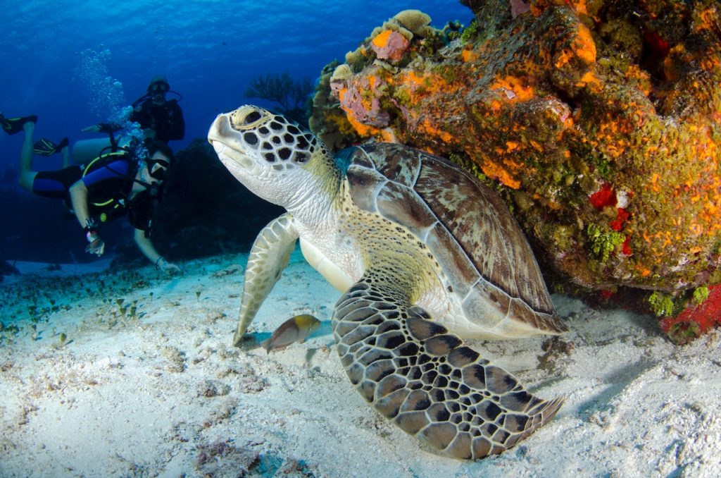 Mesoamerican Reef Barrier