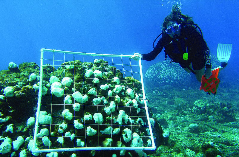 Mesoamerican Reef Barrier