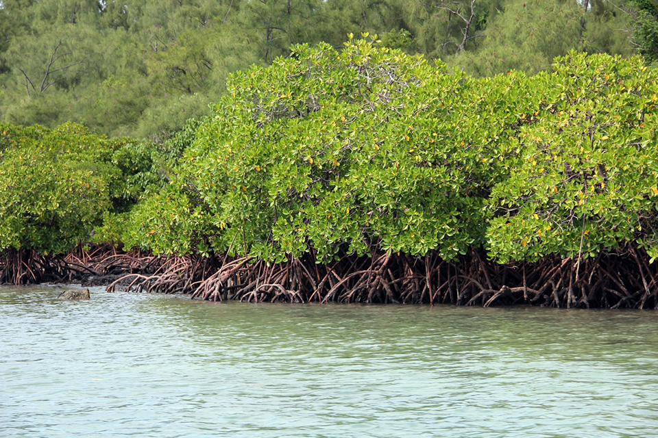 Sustaining Paradise. Ecological Responsibility.